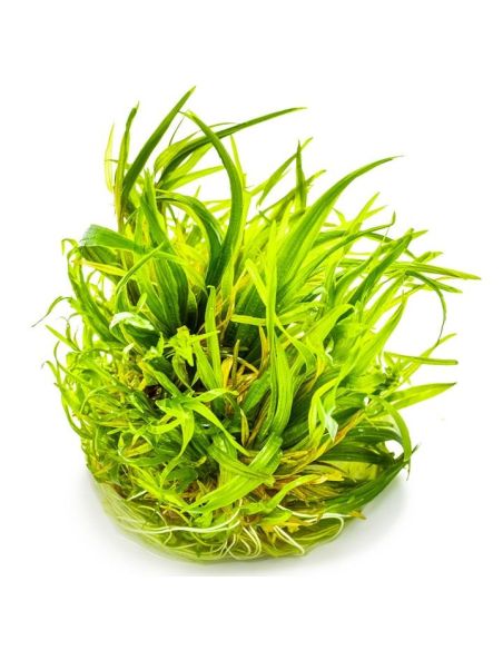 Blyxa japonica - In Vitro - Tropica