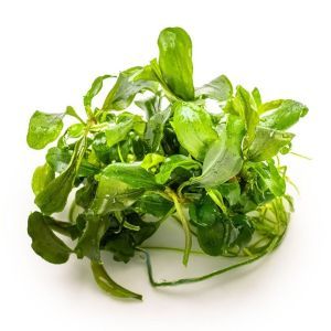 Bucephalandra pygmaea 'Bukit Kelam' - In Vitro - Tropica