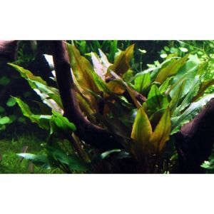 Cryptocoryne undulata 'Broad Leaf' - In Vitro - Tropica