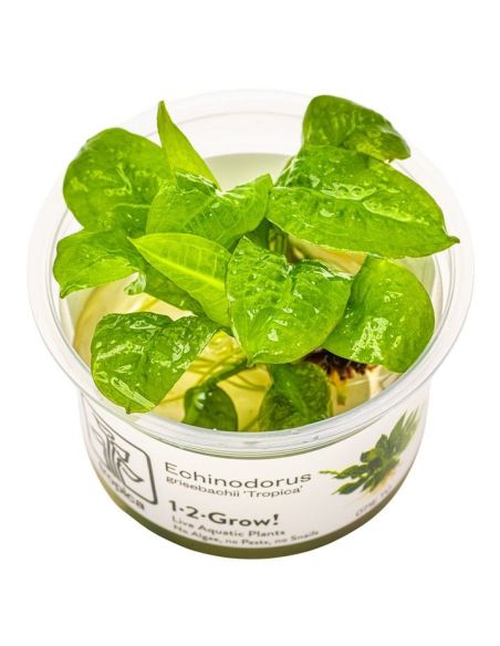 Echinodorus grisebachii 'Tropica' - In Vitro - Tropica