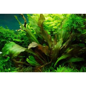 Echinodorus 'Reni' - In Vitro - Tropica