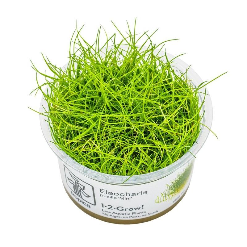 Eleocharis pusilla 'mini'- In Vitro - Tropica