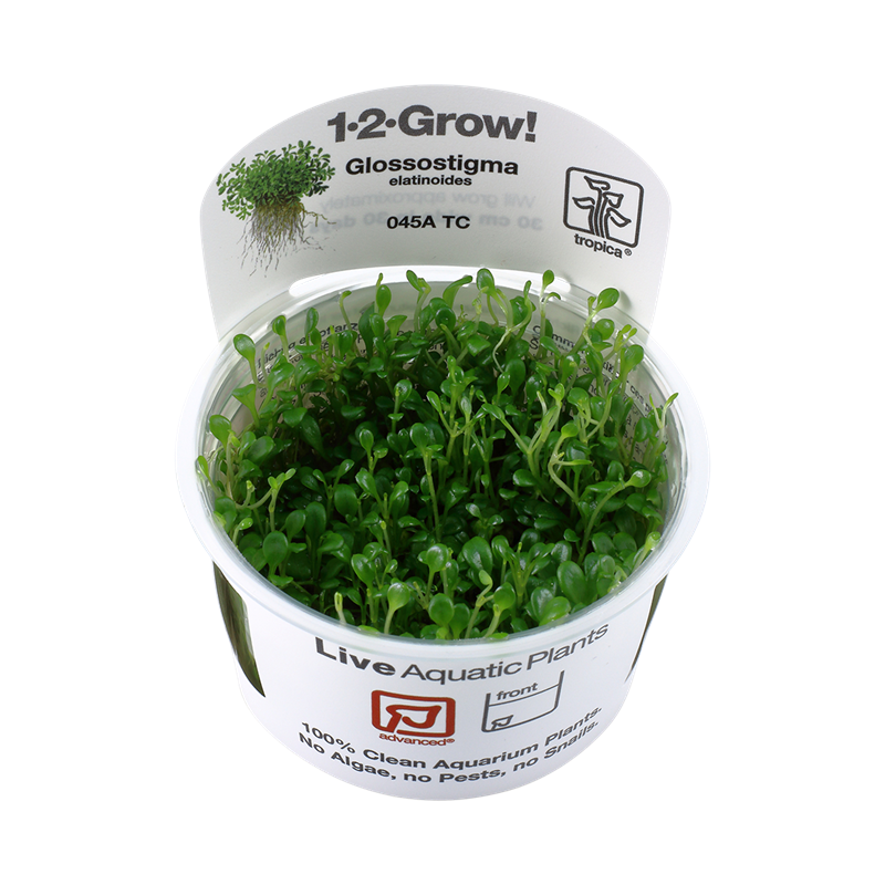 Glossostigma elatinoides - In Vitro - Tropica