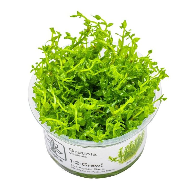 Gratiola viscidula - In Vitro - Tropica