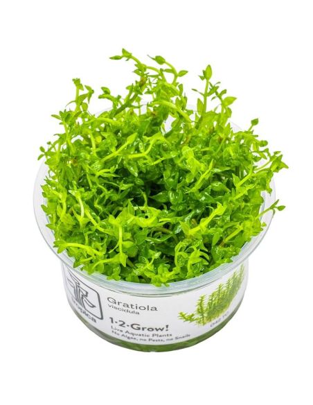 Gratiola viscidula - In Vitro - Tropica