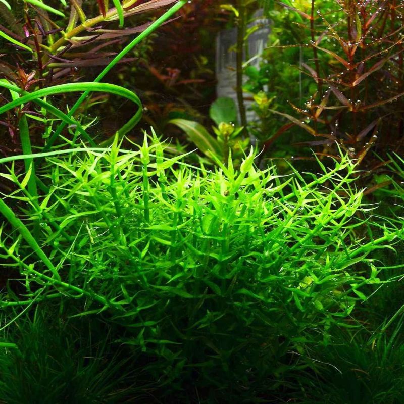 Gratiola viscidula - In Vitro - Tropica
