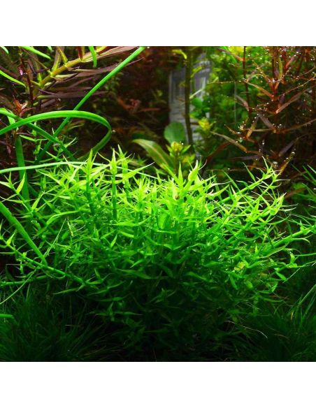 Gratiola viscidula - In Vitro - Tropica