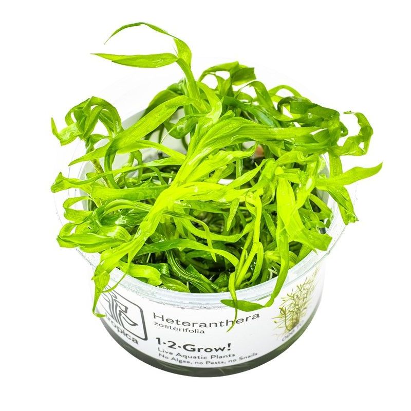 Heteranthera zosterifolia - In Vitro - Tropica