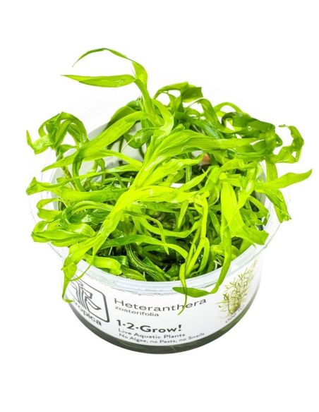 Heteranthera zosterifolia - In Vitro - Tropica