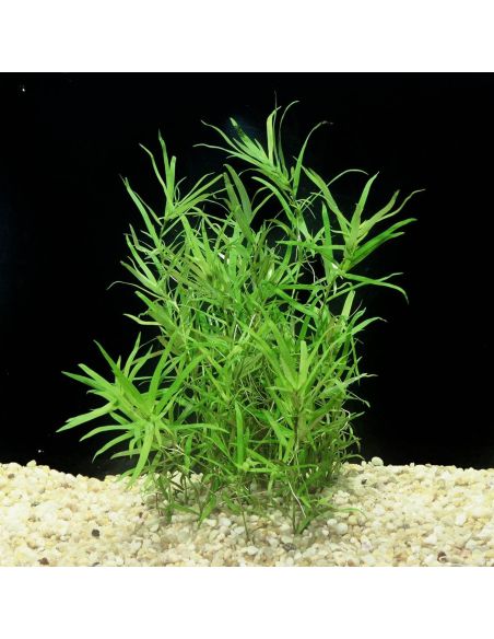 Heteranthera zosterifolia - In Vitro - Tropica