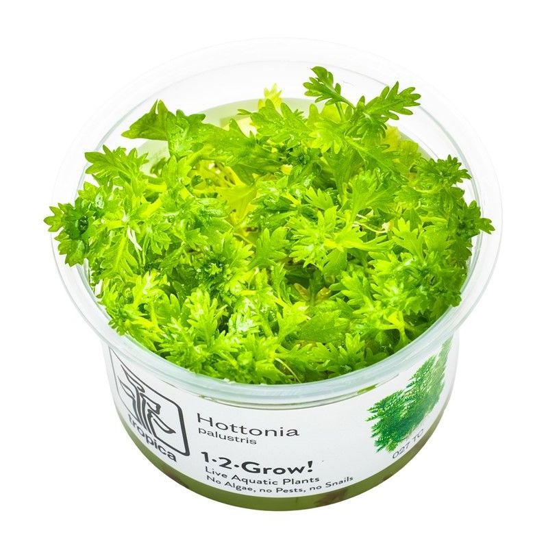Hottonia palustris - In Vitro - Tropica
