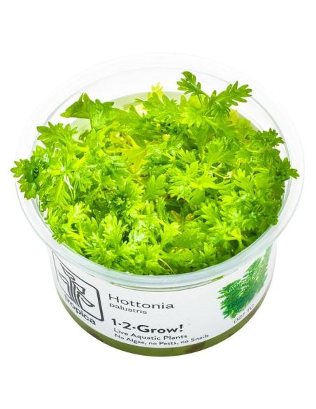 Hottonia palustris - In Vitro - Tropica
