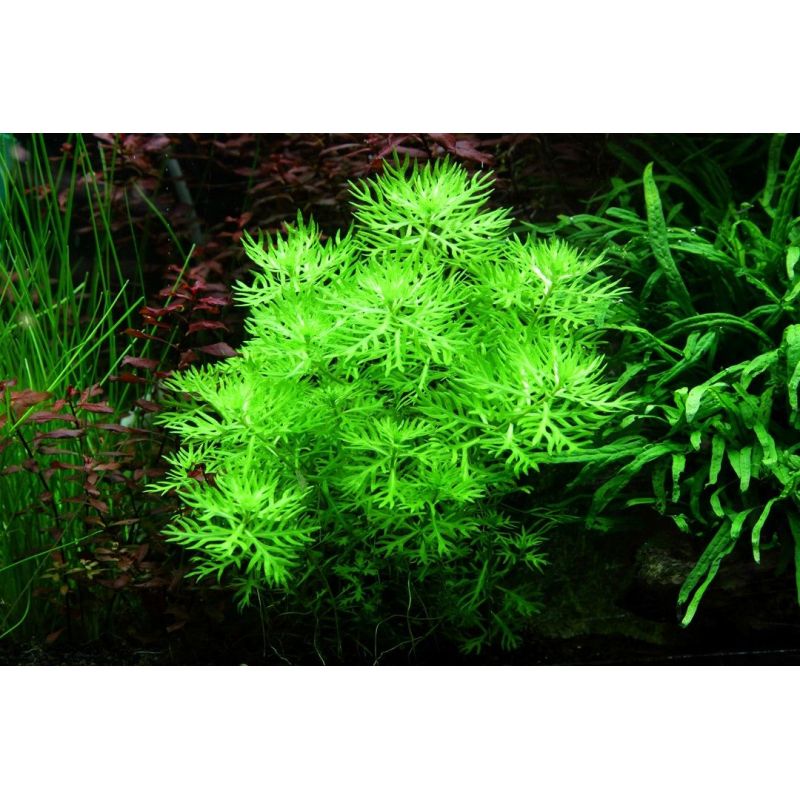 Hottonia palustris - In Vitro - Tropica