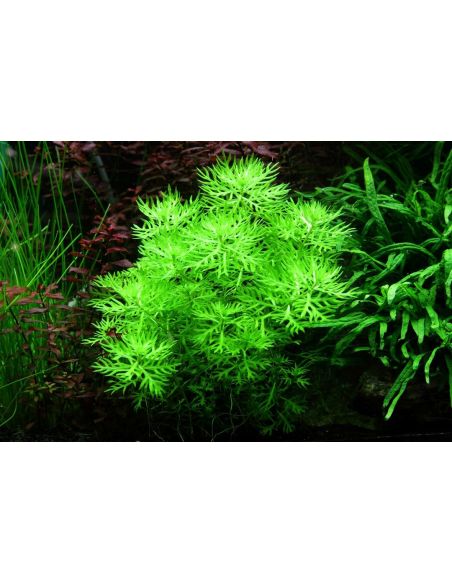 Hottonia palustris - In Vitro - Tropica
