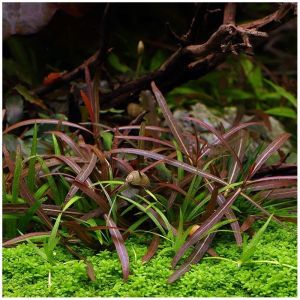 Hygrophila lancea 'Araguaia' - In Vitro - Tropica