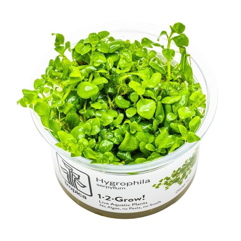 Hygrophila serpyllum - In Vitro - Tropica