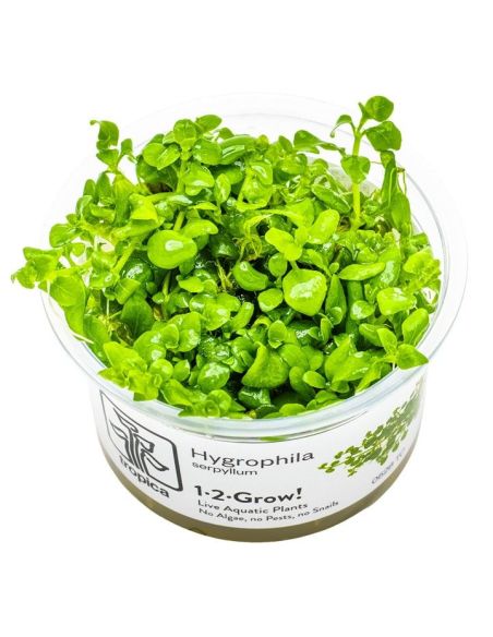 Hygrophila serpyllum - In Vitro - Tropica