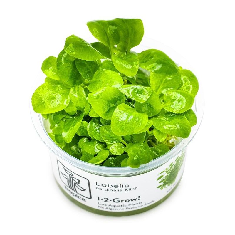 Lobelia cardinalis ’Mini’ - In Vitro - Tropica