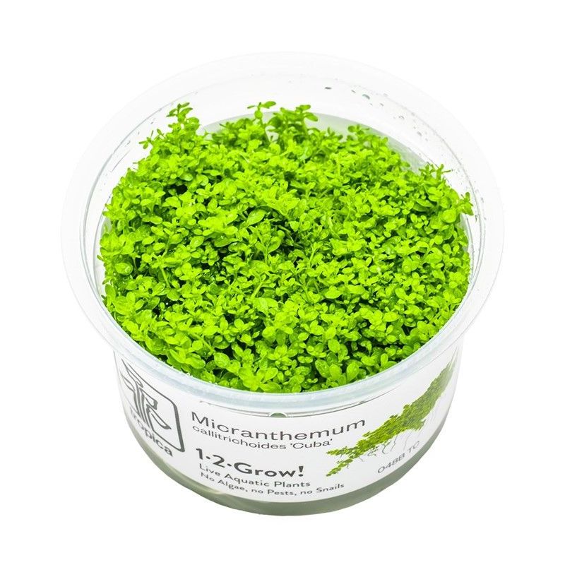Micranthemum callitrichoides 'Cuba' - In Vitro - Tropica