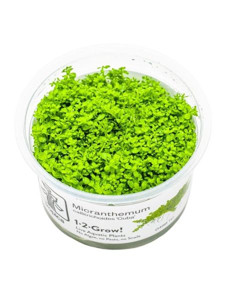 Micranthemum callitrichoides 'Cuba' - In Vitro - Tropica