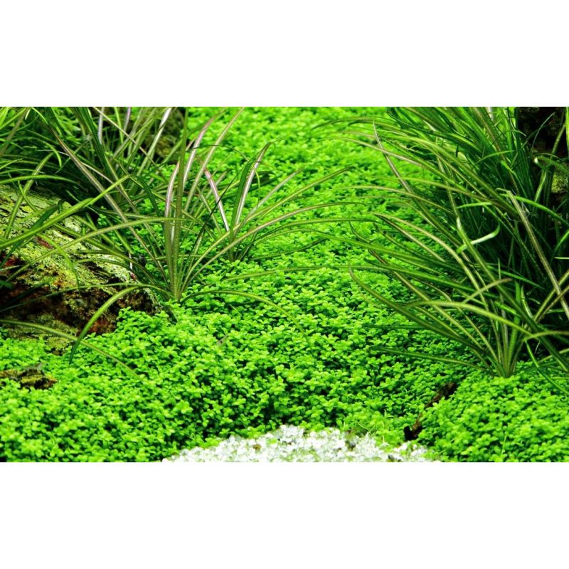Micranthemum callitrichoides 'Cuba' - In Vitro - Tropica