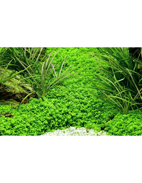 Micranthemum callitrichoides 'Cuba' - In Vitro - Tropica