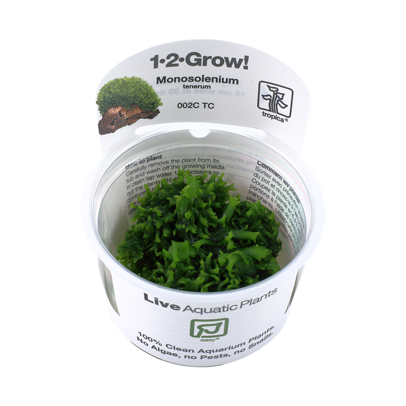 Monosolenium tenerum - In Vitro - Tropica
