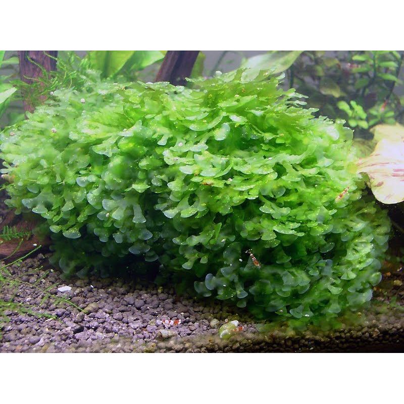 Monosolenium tenerum - In Vitro - Tropica