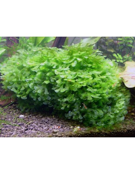 Monosolenium tenerum - In Vitro - Tropica