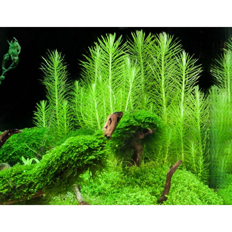 Pogostemon deccanensis - In Vitro - Tropica