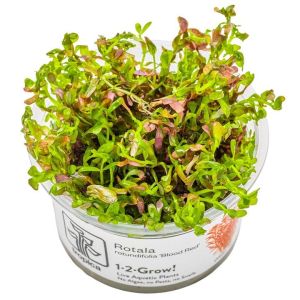 Rotala rotundifolia 'Blood Red' - In Vitro - Tropica