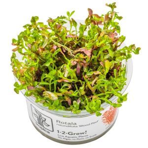 Rotala rotundifolia 'Blood Red' - In Vitro - Tropica