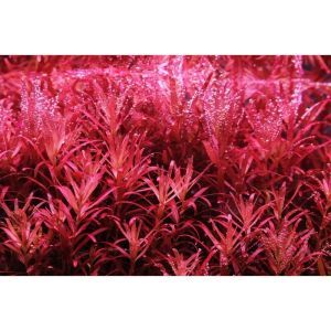 Rotala rotundifolia 'Blood Red' - In Vitro - Tropica