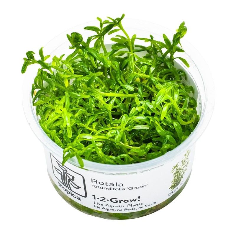 Rotala rotundifolia 'Green' - In Vitro - Tropica