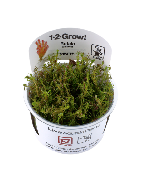Rotala wallichii - In Vitro - Tropica