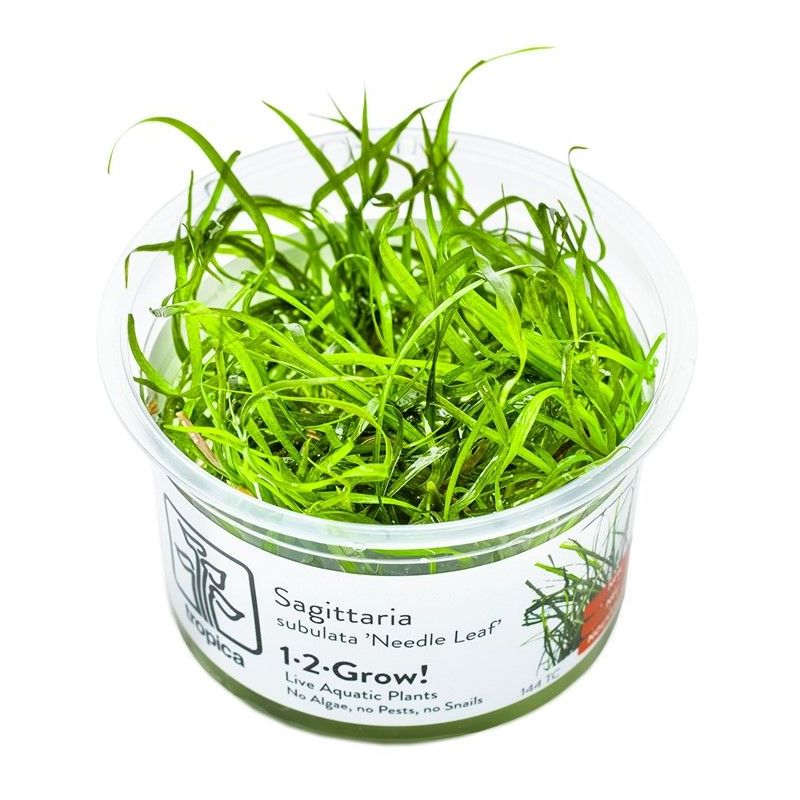 Sagittaria subulata 'Needle Leaf' - In Vitro - Tropica