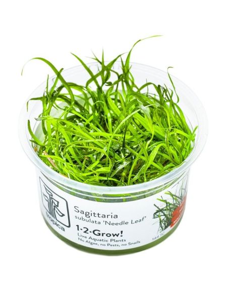 Sagittaria subulata 'Needle Leaf' - In Vitro - Tropica