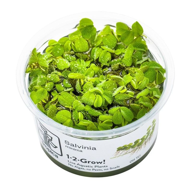 Salvinia minima - In Vitro - Tropica