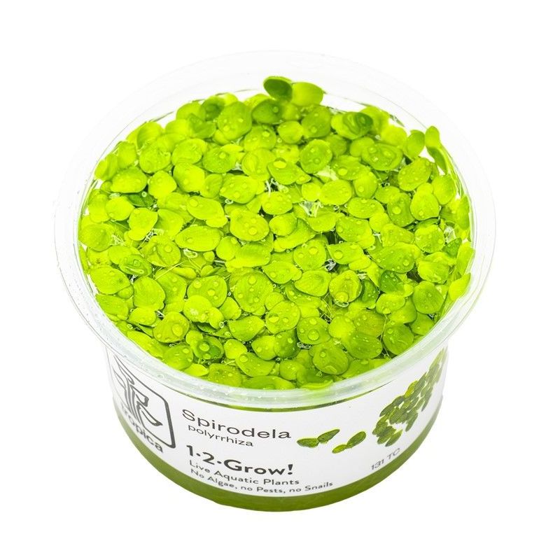 Spirodela polyrrhiza - In Vitro - Tropica