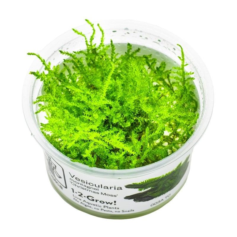 Vesicularia montagnei 'Christmas Moss' - In Vitro - Tropica