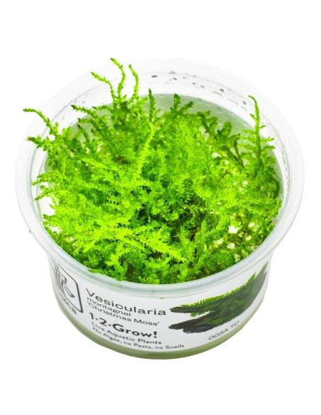 Vesicularia montagnei 'Christmas Moss' - In Vitro - Tropica