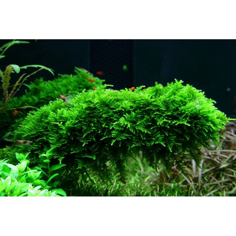 Vesicularia montagnei 'Christmas Moss' - In Vitro - Tropica