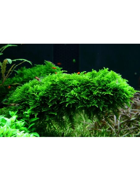 Vesicularia montagnei 'Christmas Moss' - In Vitro - Tropica