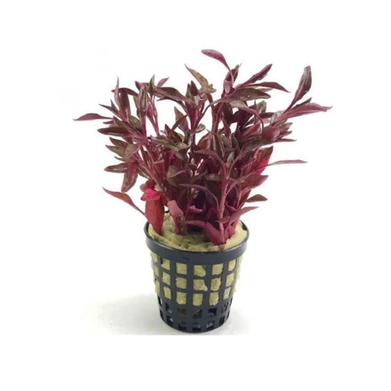 Alternanthera bettzichiana rouge - Origine France