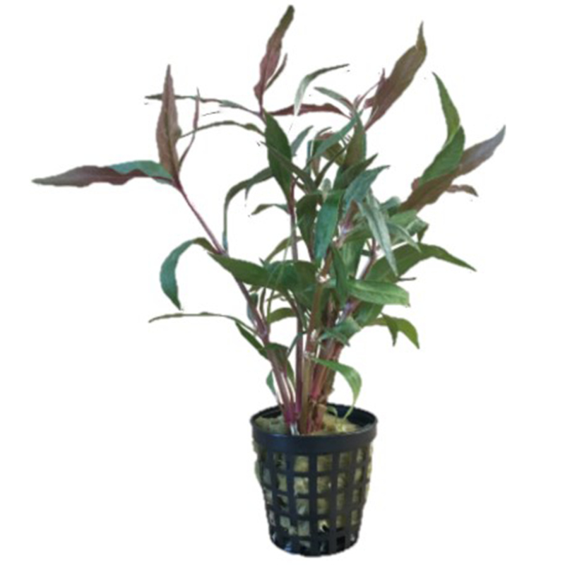 Alternanthera cardinalis- Origine France