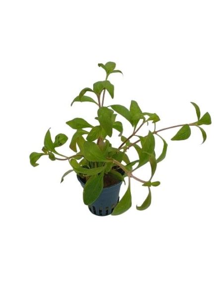 Alternanthera Lilacina - Origine France