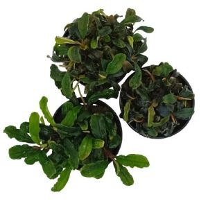 Bucephalandra varié - Origine France