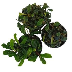 Bucephalandra varié - Origine France