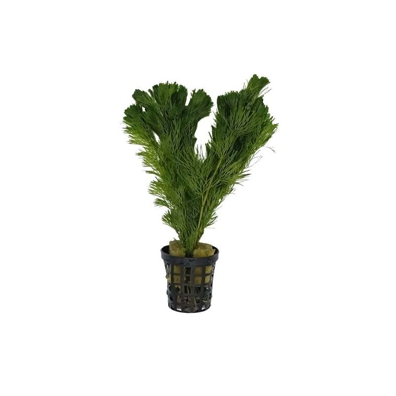 Cabomba aquatica - Origine France