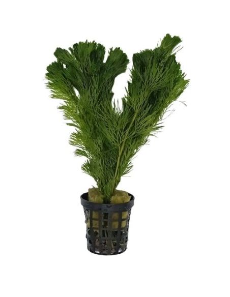 Cabomba aquatica - Origine France